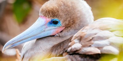 Ecuador & Galapagos Islands - 12-Day Guided Tour Package + International Flights