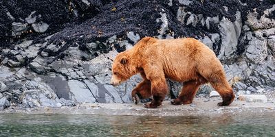 Alaska Cruise - 8-Night All-Inclusive + Flights Included